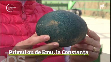 Premieră în microrezervaţia Muzeului de Ştiinţe ale Naturii din Constanţa!