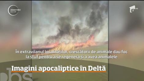 Sute de hectare din Delta Dunării au fost mistuite de flăcări!