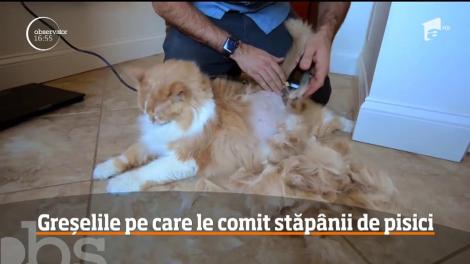 Care sunt greșelile pe care le comit stăpânii de pisici