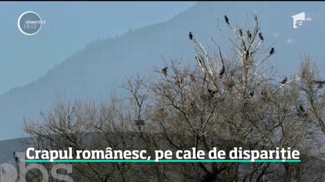 Una dintre cele mai mari ferme piscicole din ţară riscă să se închidă din cauza cormoranilor