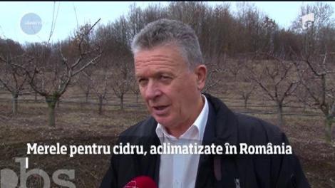 Românii sunt în căutarea mereleor de aur. După ce cidrul a devenit şi la noi o modă