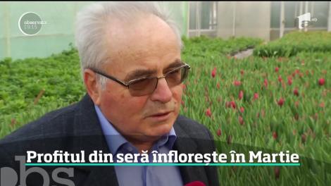 Afacerile producătorilor de flori au înflorit! România a adus din Europa flori de peste 30 de milioane de euro