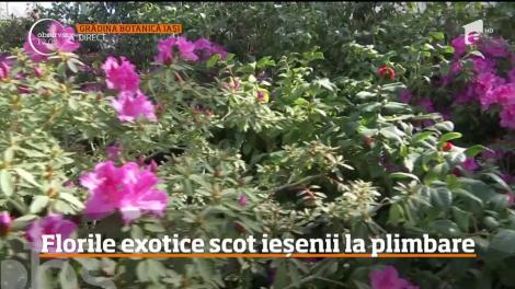 Expoziţie de flori exotice la Grădina Botanică, din Iași!