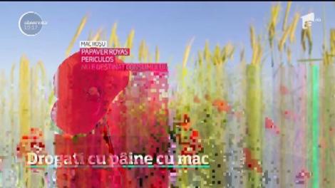 Macul din pâine şi produse de patiserie poate conţine morfină într-o cantitate periculoasă