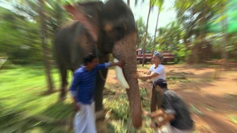 Concurenții hrănesc cu banane elefanți, spre bucuria lor. Jojo: ”Ce drăguț este! M-a lins!”