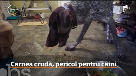 Carnea crudă, pericol pentru câini