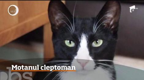 Un motan cleptoman din Marea Britanie, vedetă pe internet
