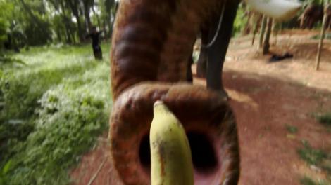 Cum se hrănesc elefanții în India? Liviu și Andrei au avut ocazia să facă asta