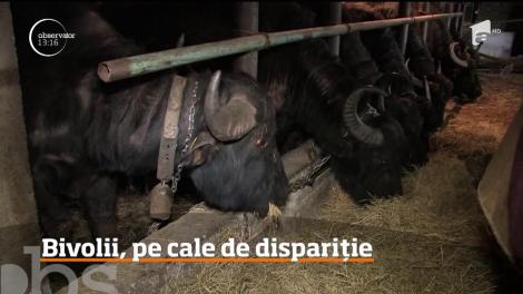 Bivolii sunt pe cale de dispariţie la noi în ţară!