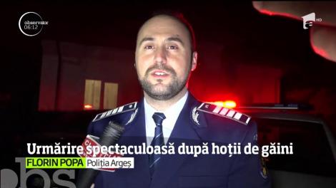 Operaţiune spectaculoasă a poliţiştilor din Argeş, pentru prinderea unei grupări specializată în furtul de găini