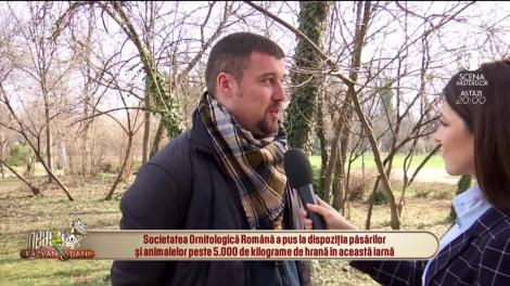 De ce nu este bine să hrănim cu pâine păsările din parcuri