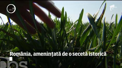 În sudul ţării, culturile de grâu sunt complet compromise de secetă. Specialiştii prezic o producţie la jumătate faţă de anii precedenți