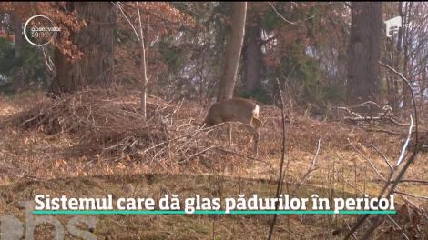 Copacii suferă şi pot striga după ajutor. Câțiva tineri au montat în pădure senzori care detectează drujba şi dau alarma