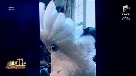 Smiley News. El este papagalul care latră ca un câine