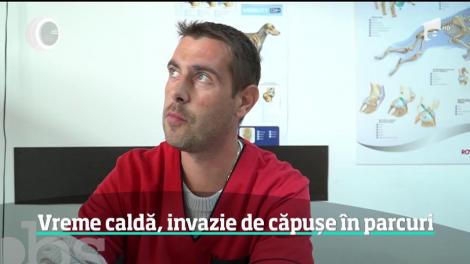 Atenţie la fiecare ieşire în parc! A început sezonul căpuşelor, iar de această dată paraziţii sunt mult mai agresivi