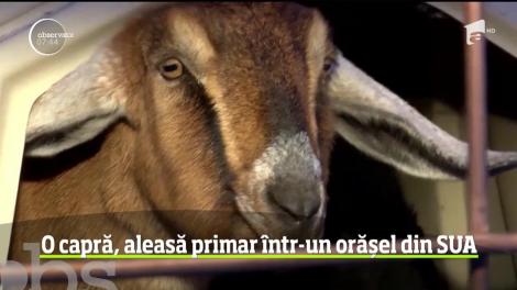 O capră, aleasă primar într-un orășel din Statele Unite ale Americii