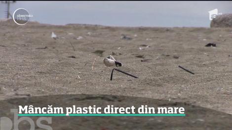 Dacă nu vă deranjează plasticul aruncat pe plajă, poate vă deranjează cel din farfurie. Speciliştii români găsesc în peştii şi midiile din Marea Neagră tot mai multe particule toxice