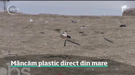 Dacă nu vă deranjează plasticul aruncat pe plajă, poate vă deranjează cel din farfurie. Speciliştii români găsesc în peştii şi midiile din Marea Neagră tot mai multe particule toxice