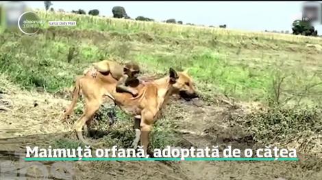 Un pui de maimuţă care a rămas singur pe lume a fost salvat de la moarte de o căţeluşă