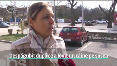Un tânăr a învins statul în instanţă şi va primi despăgubiri după ce a lovit un câine pe autostradă