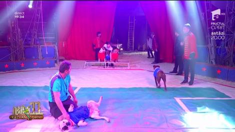 Arena fermecată, cea mai nouă producție a Circului Orlando: O să vedeți un meci al câinilor de la Steaua și Dinamo