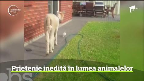 Un alpaca crescut în Australia şi-a făcut un prieten neobişnuit