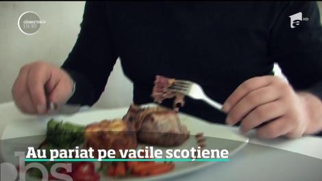 Tot mai mulţi fermieri din România mizează pe văcuţele Black Angus