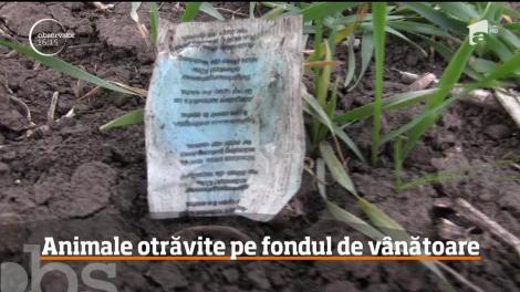 Animale otrăvite pe fondul de vânătoare
