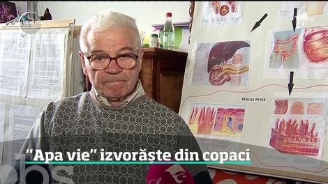 Seva mesteacănului, un medicament natural împotriva mai multor boli