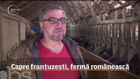 O afacere de familie cu capre franţuzeşti este atracţia copiilor într-o localitate din Dâmboviţa!