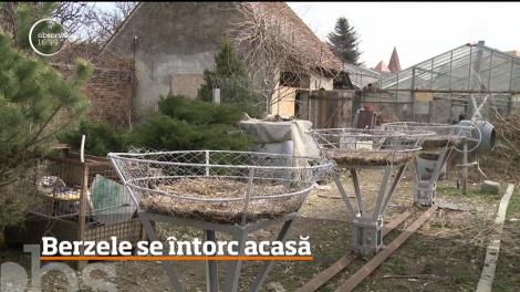 Temperaturile ridicate au întors berzele în România!