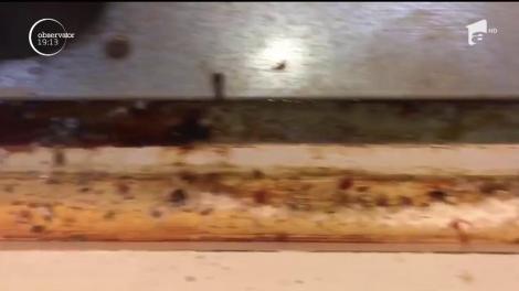 Cumpărăm carne şi lactate ţinute în vitrine pline de rugină, praf şi chiar insecte moarte