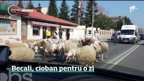 Gigi Becali şi-a scos oile la plimbare, chiar prin mijlocul bulevardului Pipera