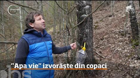 Apa vie, unul dintre cele mai vechi leacuri, curge în Munţii Apuseni din copaci