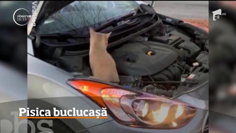 Pisica de sub capota mașinii. Filmarea a devenit virală
