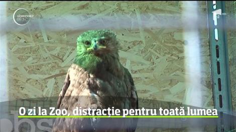 Cerbi, pisici sălbatice, lame sau căprioare, toate pot fi văzute şi chiar hrănite la o grădină zoologică privată din apropierea Clujului