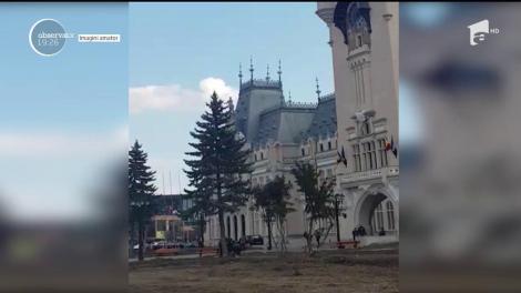 După tei, la Iaşi se taie şi brazii. Explicaţia edililor depăşeşte prin absurd acţiunea: copacii aparţineau altei epoci, cea comunistă