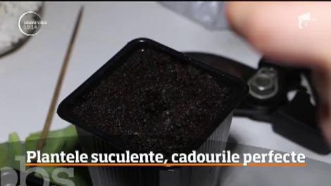 Plantele suculente, cadourile perfecte