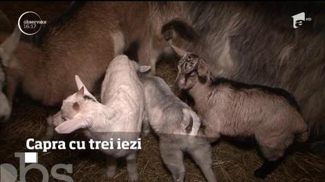 Povestea adevăratei capre cu trei iezi. Un gospodar din Mureş nu mai poate de mândrie că una dintre caprele sale a născut tripleţi
