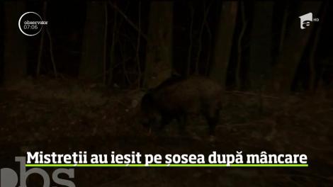 Imagini surprinzătoare au fost filmate pe Valea Prahovei. În Sinaia, doi porci mistreți au ieşit din pădure, pe şoseaua care duce în zona centrală a staţiunii