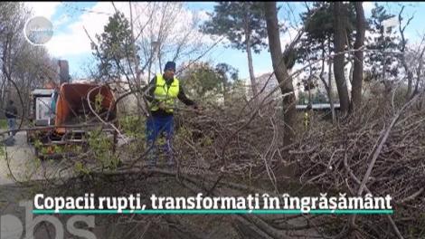 Copacii uscaţi, compost pentru plante. Cum se pot recicla vreascurile