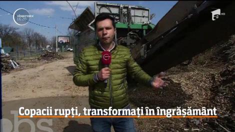 Copacii rupți din București, transformați în îngrăşământ pentru parcuri