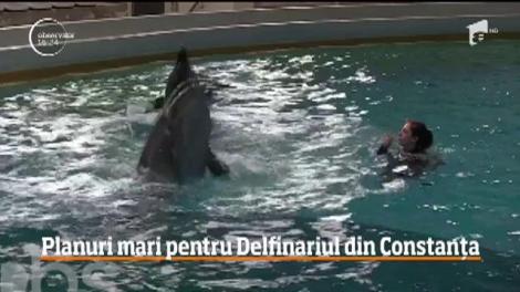 Delfinariul din Constanţa va avea mai mulţi delfini, foci şi chiar pinguini. Când se vor încheia modernizările