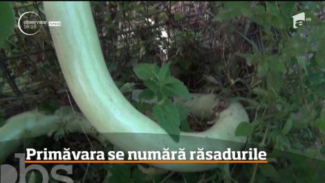 Sortimente noi de legume, în staţiunea legumicolă din Buzău. Printre ele: dovlecelul tomată african, tomata siriana, salata picantă sau spanacul urcător