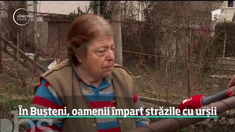 Urşii care terorizează oraşele declanşează sistemul RoAlert! S-a dat alarma în mai multe judeţe