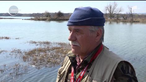 Este alertă pe malul Dunării, după ce în zona judeţului Mehedinţi au ieşit la suprafaţă sute de kilograme de peşti morţi