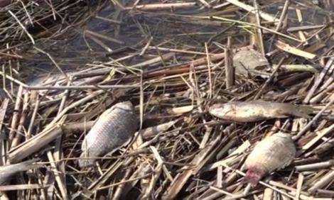 Sute de kilograme de peşti morţi au ajuns pe malul Dunării. Fenomenul nu a putut fi explicat de autorități