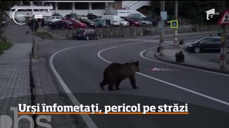 Urșii înfometați, pericol pe străzi. Care sunt zonele pe care oamenii trebuie să le evite