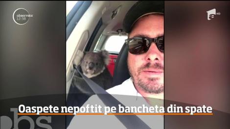 Surpriză inedită pentru un bărbat când s-a întors în parcare! Un Koala se relaxa pe bancheta din spate a mașinii