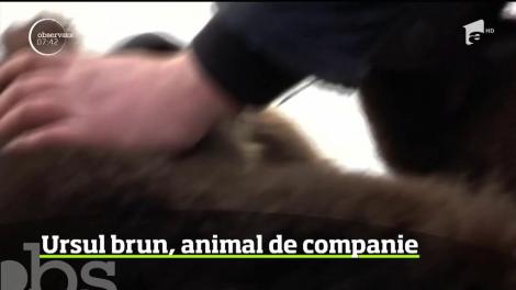 De trei ani, un pilot rus se poate lăuda cu o prietenie inedită. Bărbatul este foarte apropiat de un pui de urs pe care l-a salvat în urmă cu trei ani